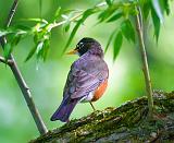 Robin Out On A Limb_00540